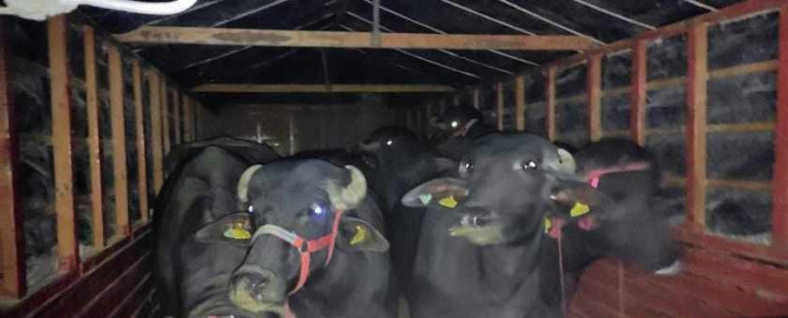 प्रसुन्नालाई ‘युके ब्युटी एण्ड ब्रेन’ को तेस्रो उपाधि